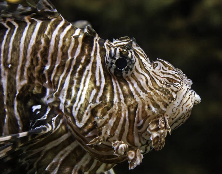 a fancy lionfish has black and white stripes