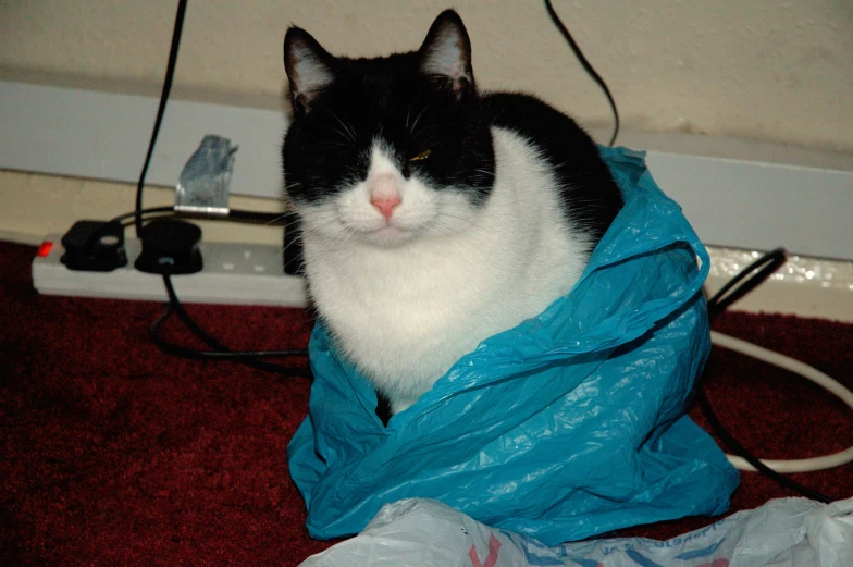 a cat sitting on top of a plastic bag