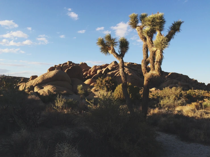 several large rocks and trees in the desert