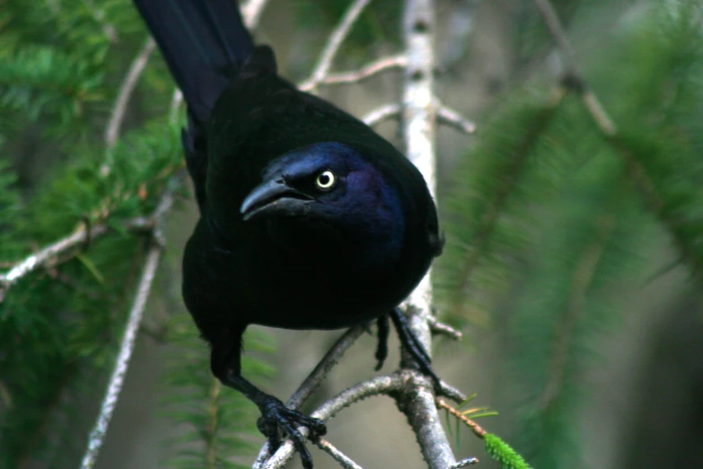 a black bird sitting on top of a tree nch