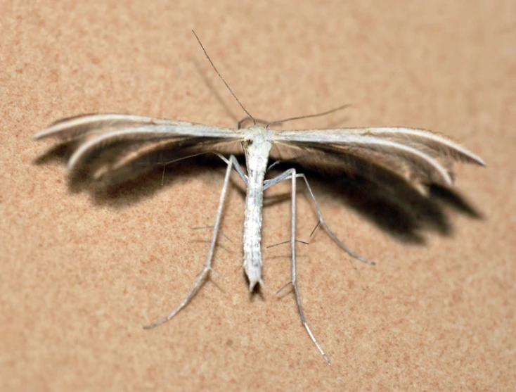 this is a picture of a moth with large wings