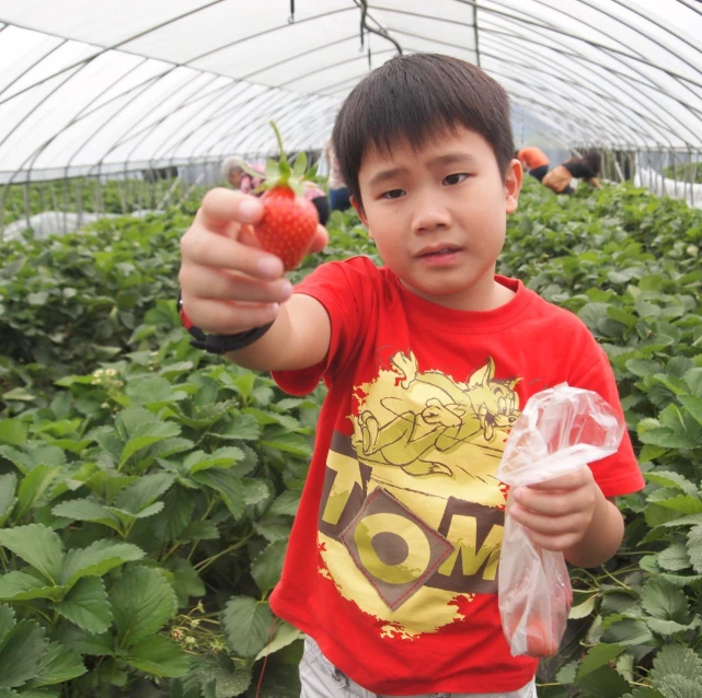 there is a  in a red shirt holding up a strawberries