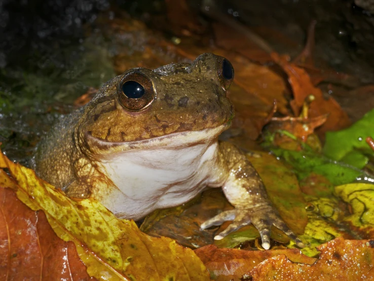 an image of a frog that is sitting in the water