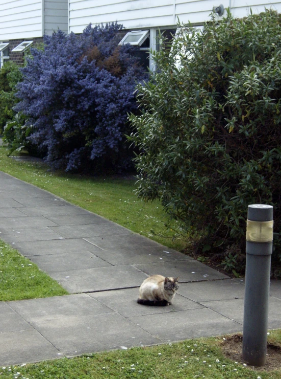 a small cat is lying on the sidewalk