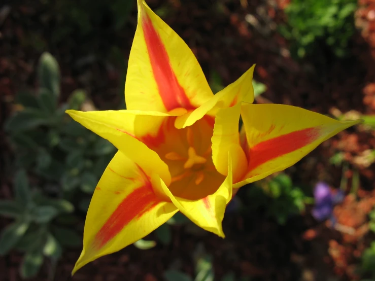 a yellow and red flower is in a garden