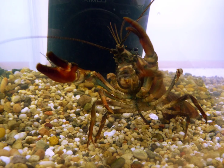two lobsters are standing near a fish tank