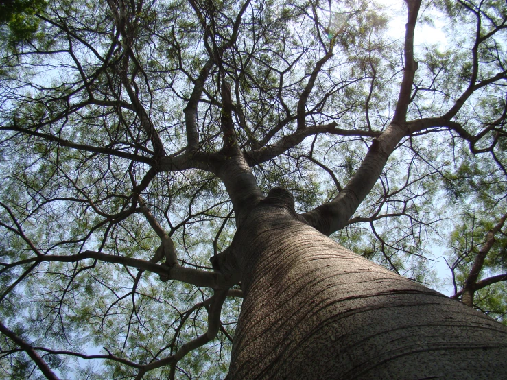 the base view looking up at a tree