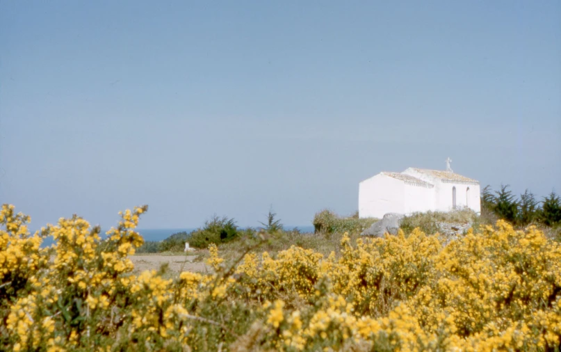 a small house nestled in a patch of bushes