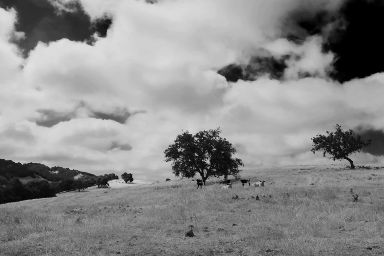 black and white pograph of trees on a field