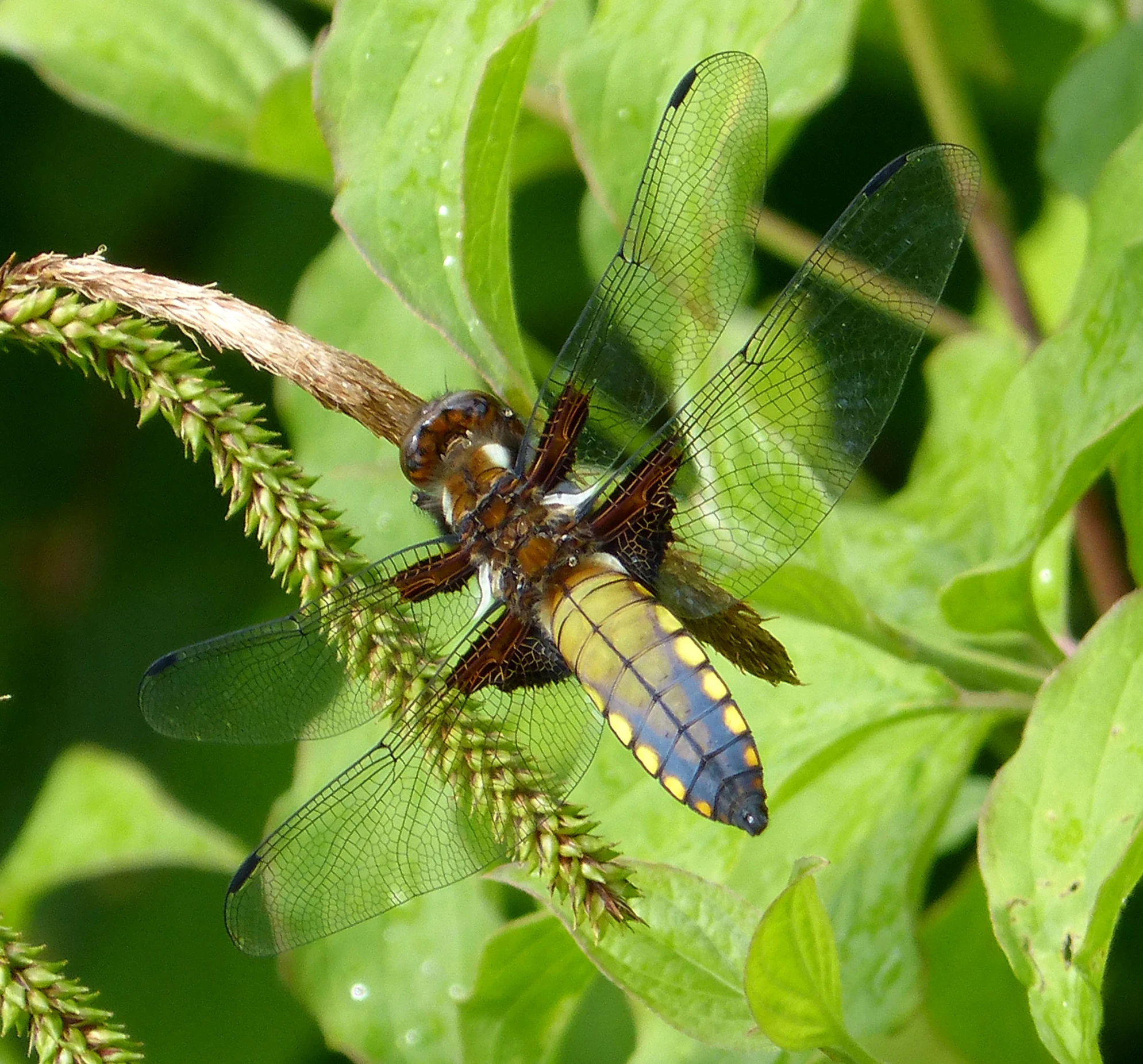 a large bug is resting on some leaf