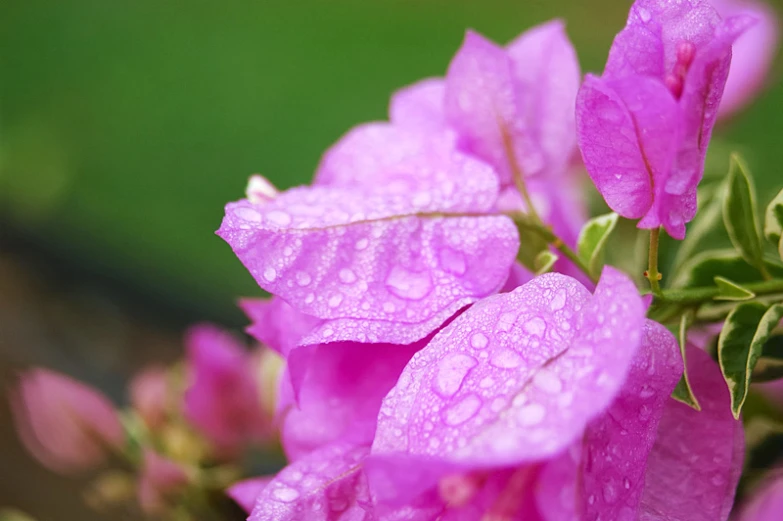 a close up of flowers with water droplets