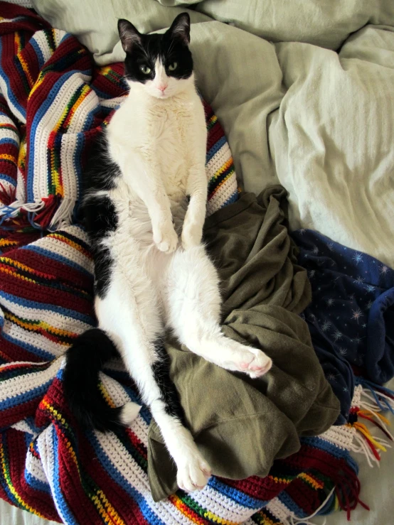 a cat sitting on top of blankets on a bed