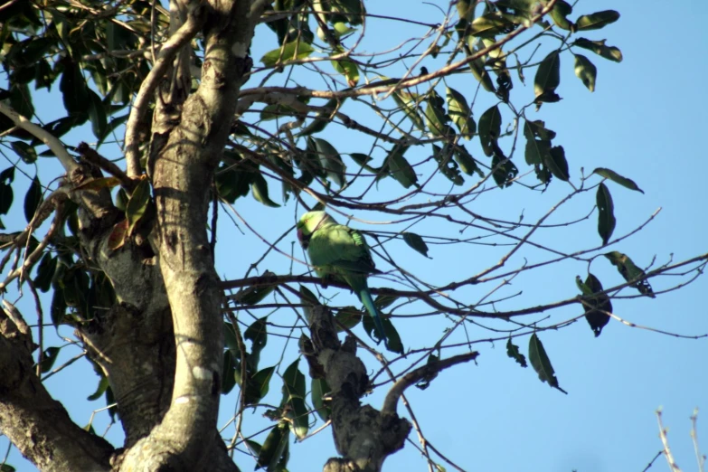 green parakeets sitting on tree nches against blue sky