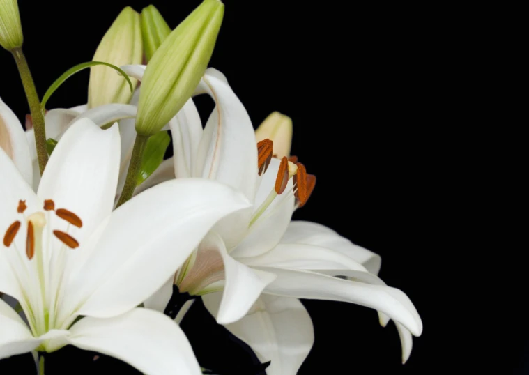 a close up view of some white flowers