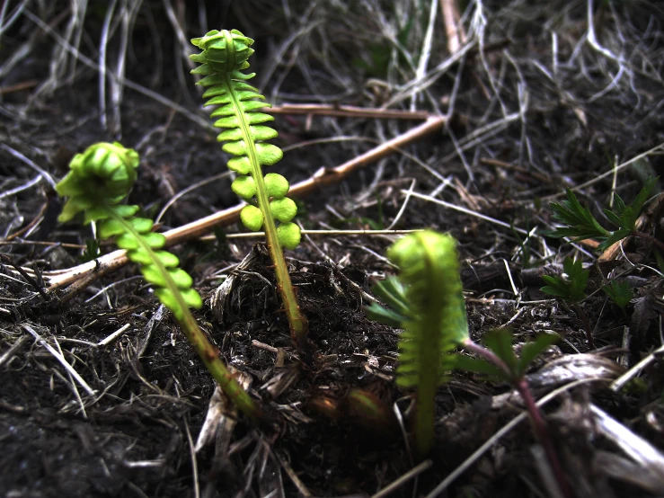 two spiky green plants growing in the woods