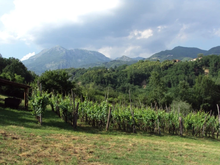 green trees are in the foreground of a large field