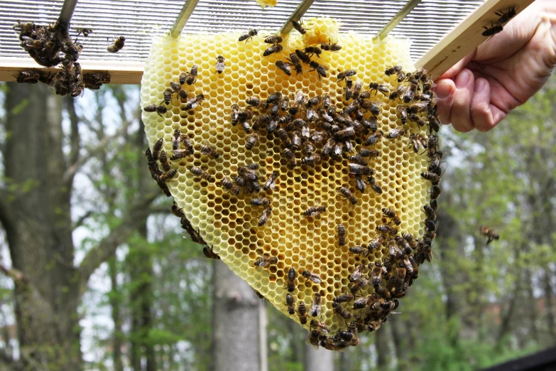 a swarm of bugs is covering a honeycomb