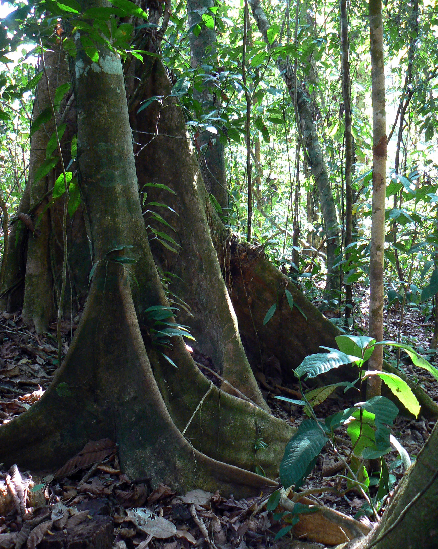 a couple of large trees in the middle of a jungle