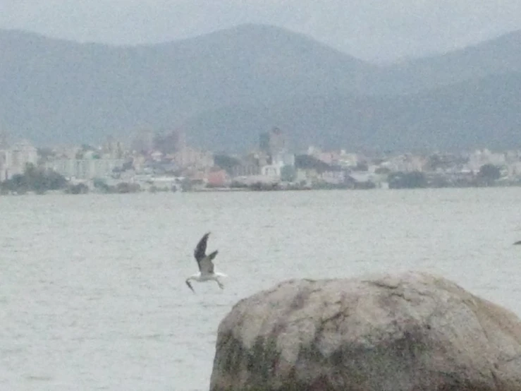 two seagulls flying over the water with a city in the background