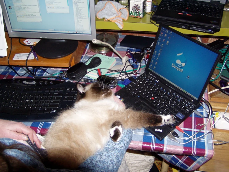 a cat laying on the lap top