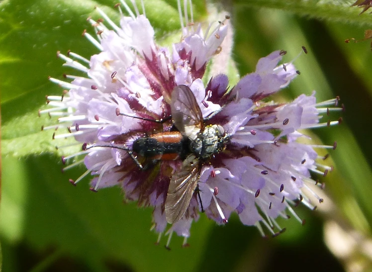 a close up of two bugs on a purple flower