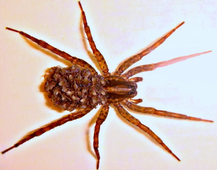 a close up of a spider with several eyes