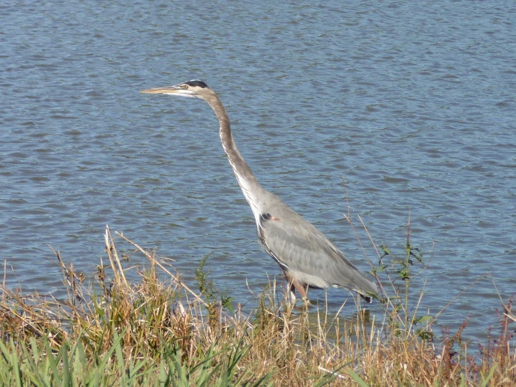 a crane standing on top of the water