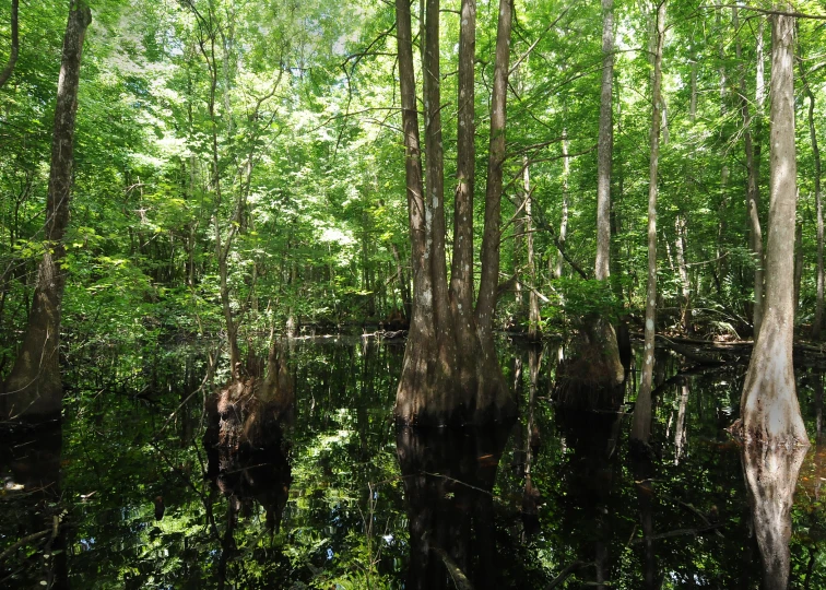 trees and grass are growing in a swamp