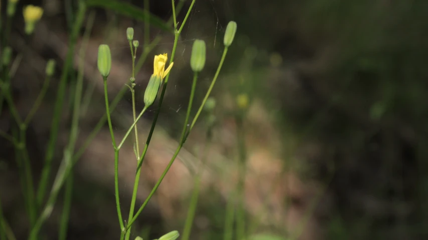 a yellow flower is among some green stems