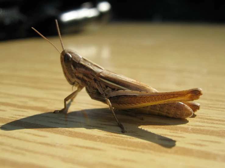 a small insect sits on a wooden surface