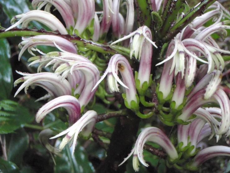 an interesting bunch of flowers with some white and pink blooms