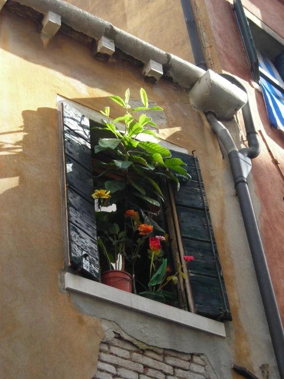 some potted plants are shown through an open window