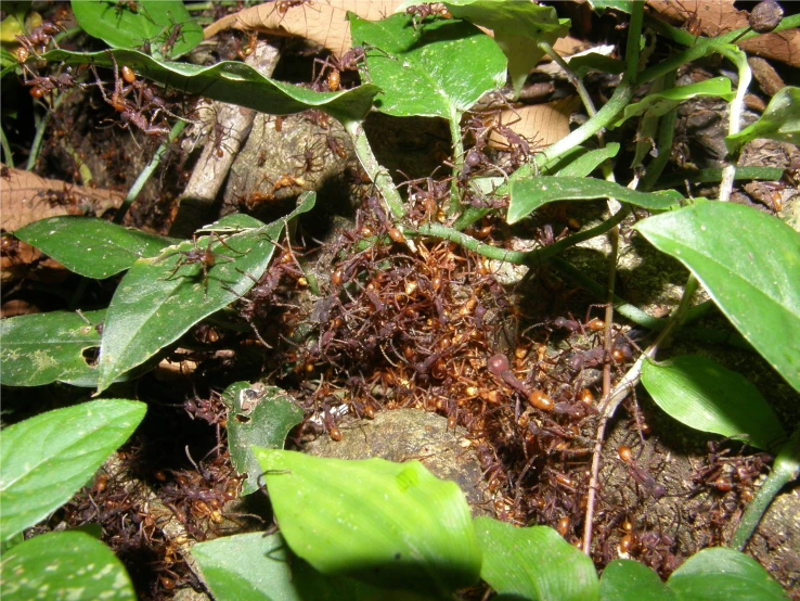 this is a close up po of plants and dirt