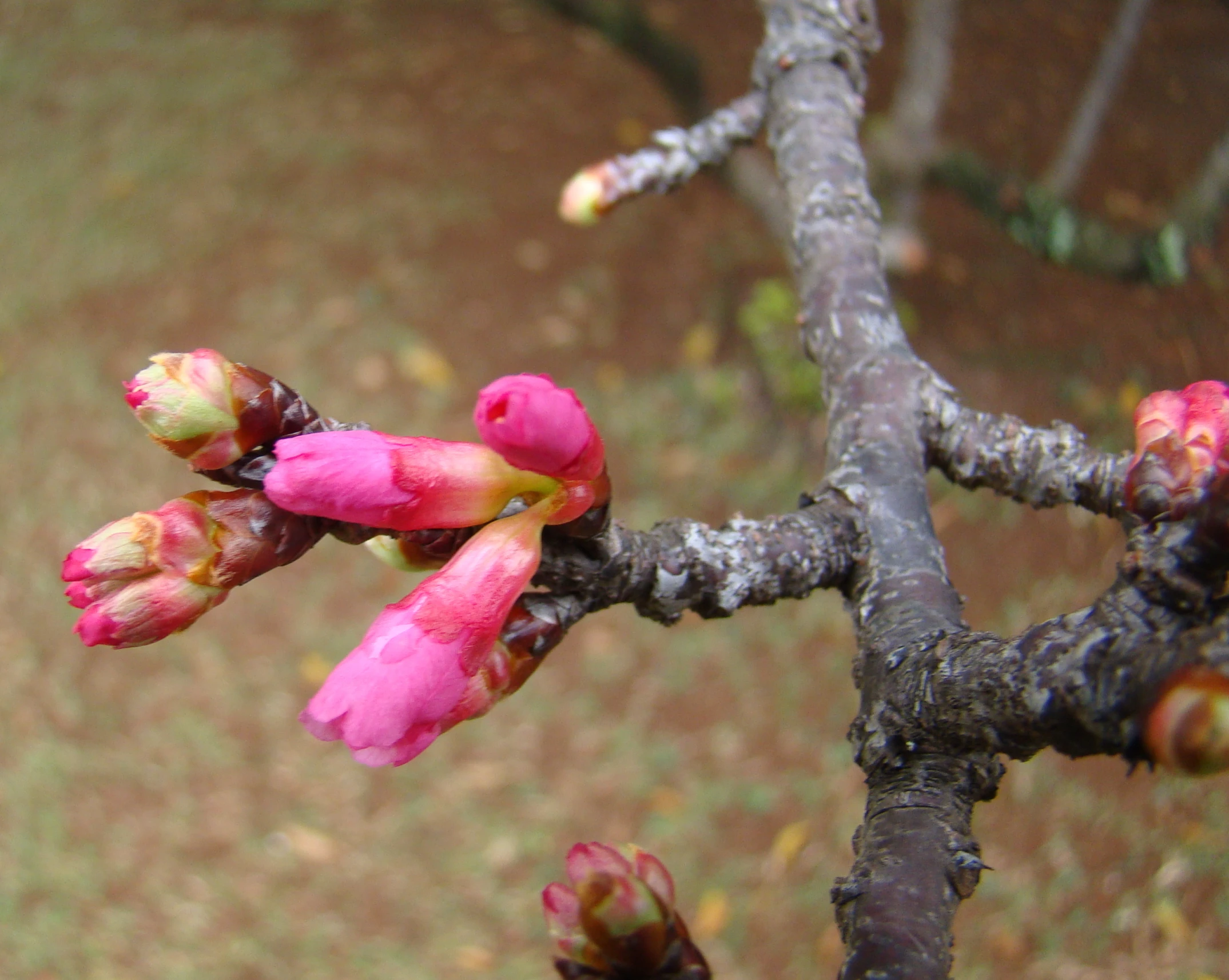 a close - up of flowers that are on a tree nch