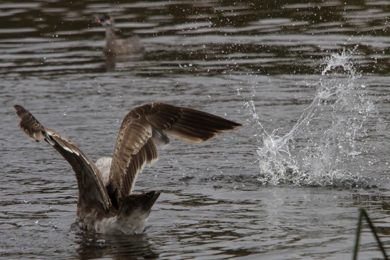 a duck in the water with it's wings outstretched out
