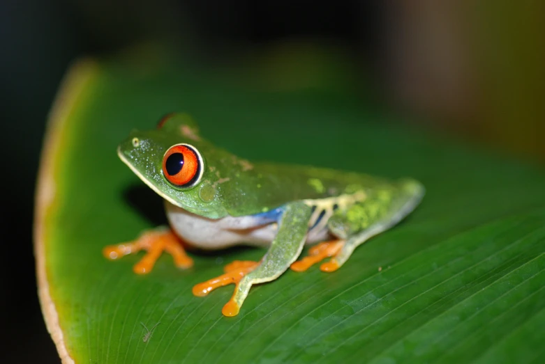 a green frog with an orange eye rests on a leaf