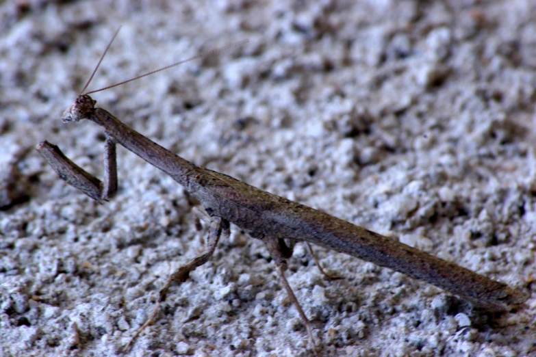 an praying mantissa in the ground with its tail extended