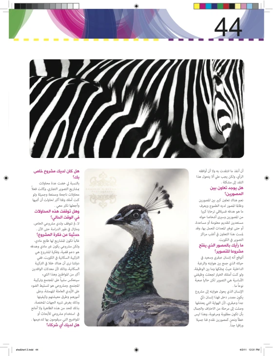 the article features an image of a ze and bird