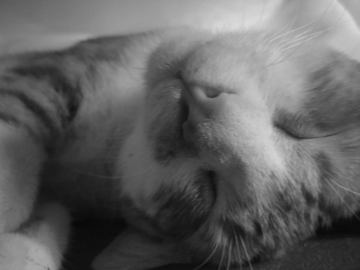 a cat laying down on top of a blanket