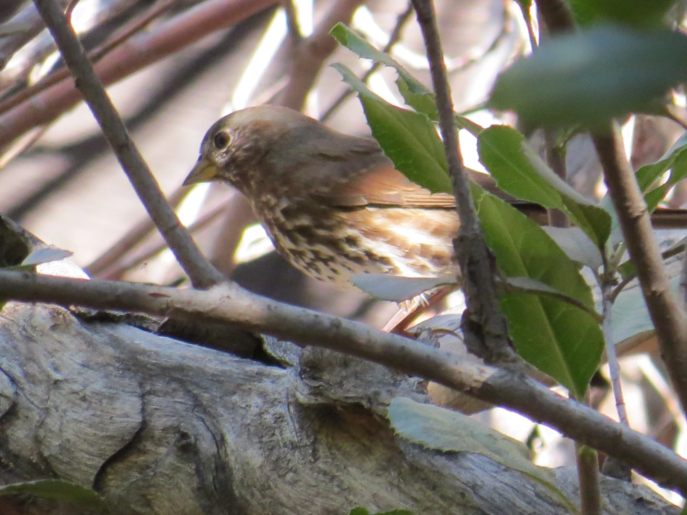 a bird perched on a nch in the tree