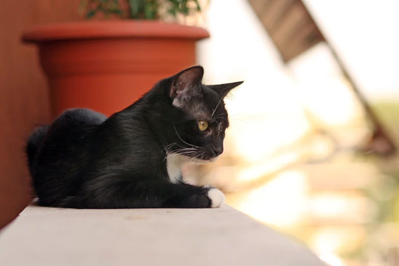 a black cat sitting outside near a flower pot