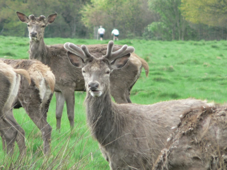 a group of deer that are standing in the grass