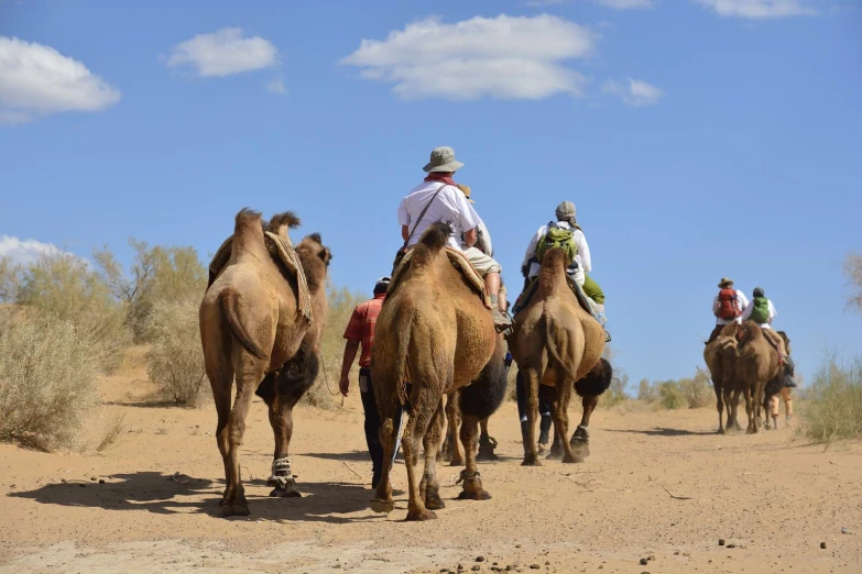 a group of people on camels ride down the road