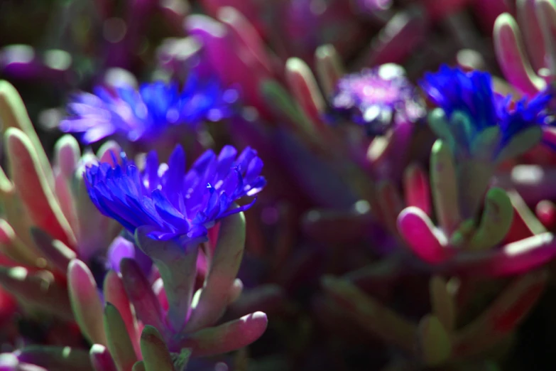 a close up of purple flower in the sun