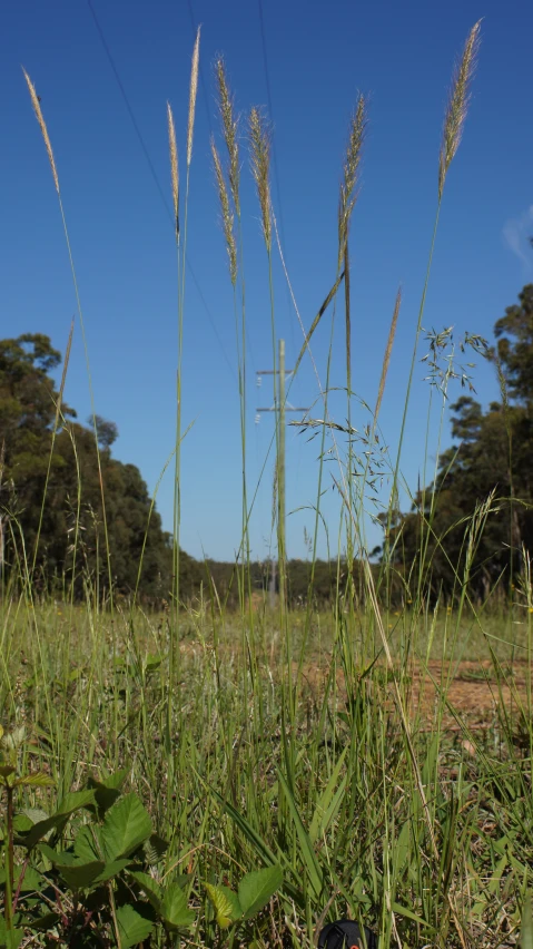 grass blowing in the wind and a grassy meadow in the background