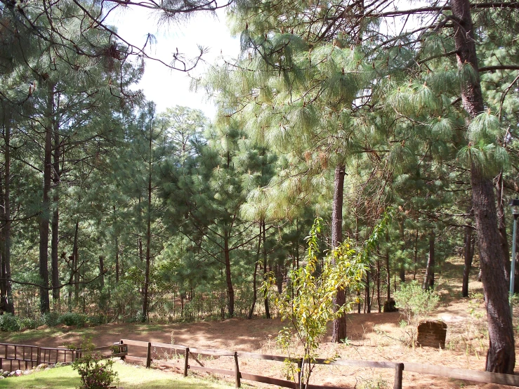 there is a field with trees and a small park area