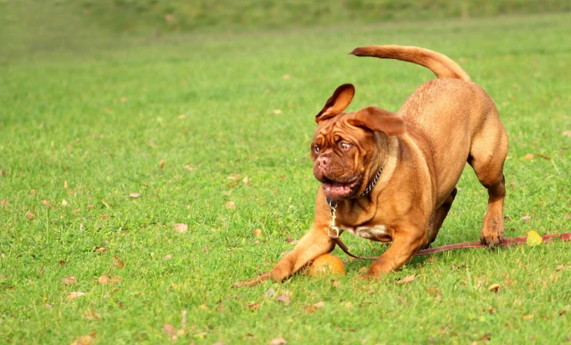 brown dog running on grass towards the camera