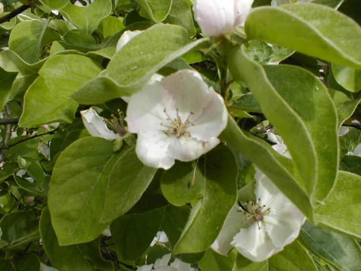 a bunch of flowers on a bush with large leaves