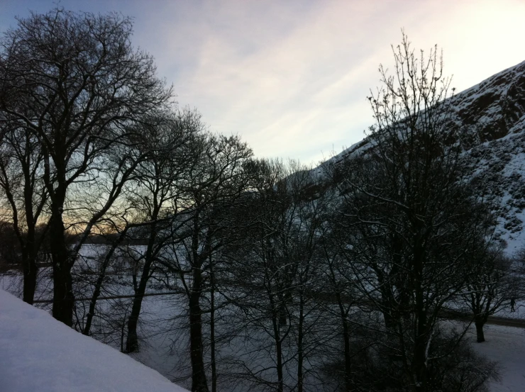 trees along the side of a road covered in snow