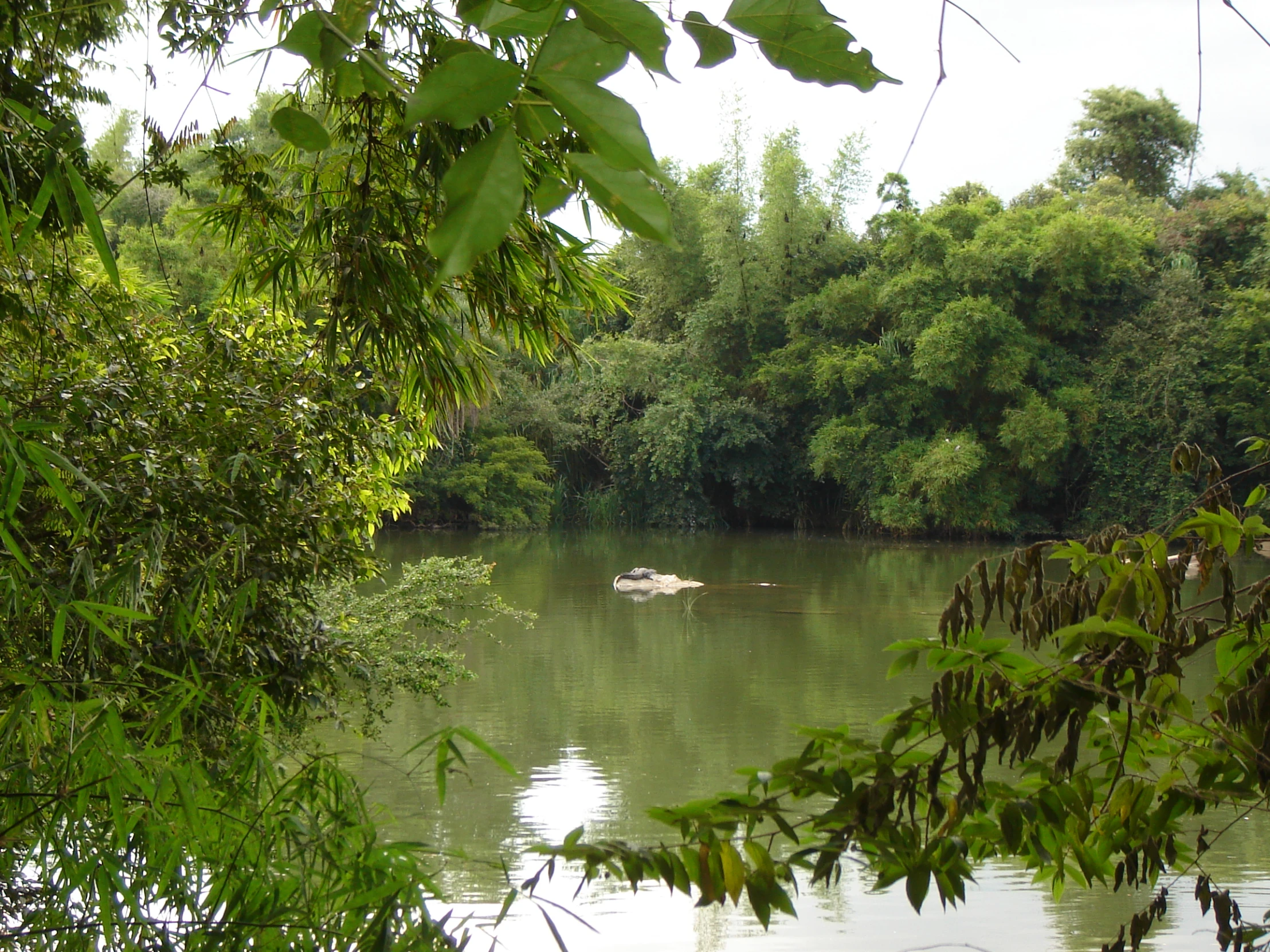 trees that are standing in the water near a tree line